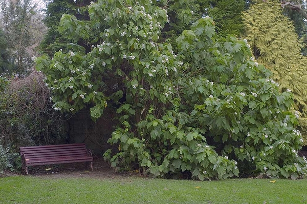 Sparmannia africana