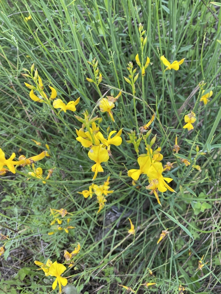 Green-stemmed shrub with yellow, pea-like flowers