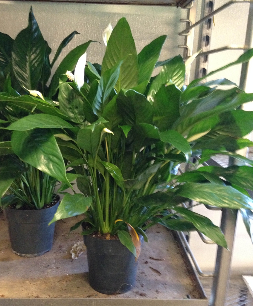 Spathiphyllum