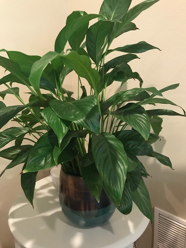 Potted plant with deep green, narrow leaves