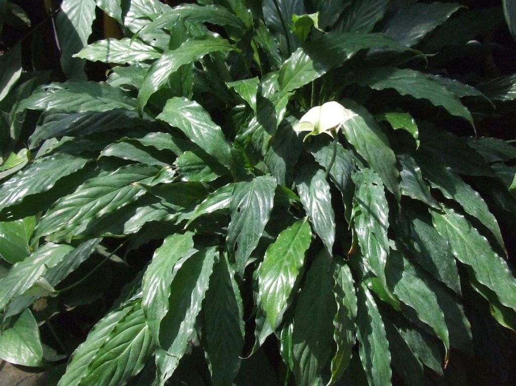Leaves