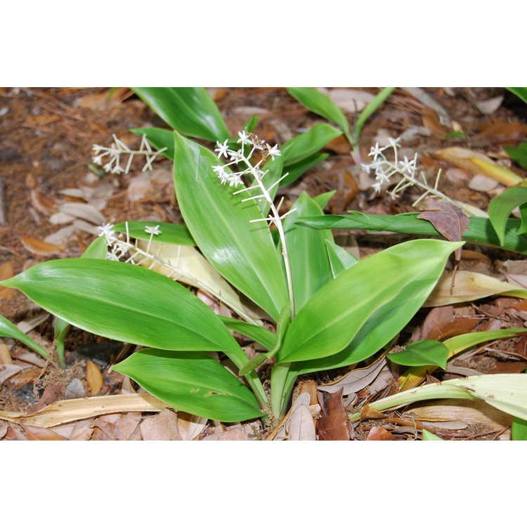 Green lance-shaped leaves