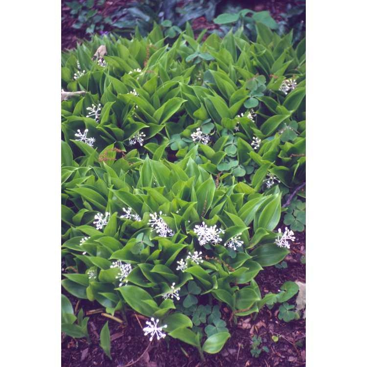 Mass of plants with green leaves and white flowers