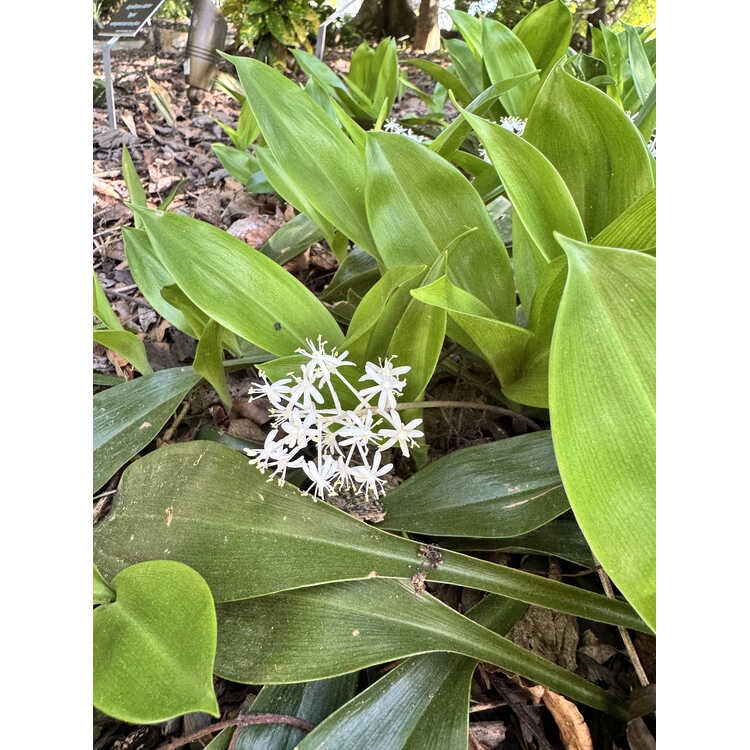 Leaves and flowers