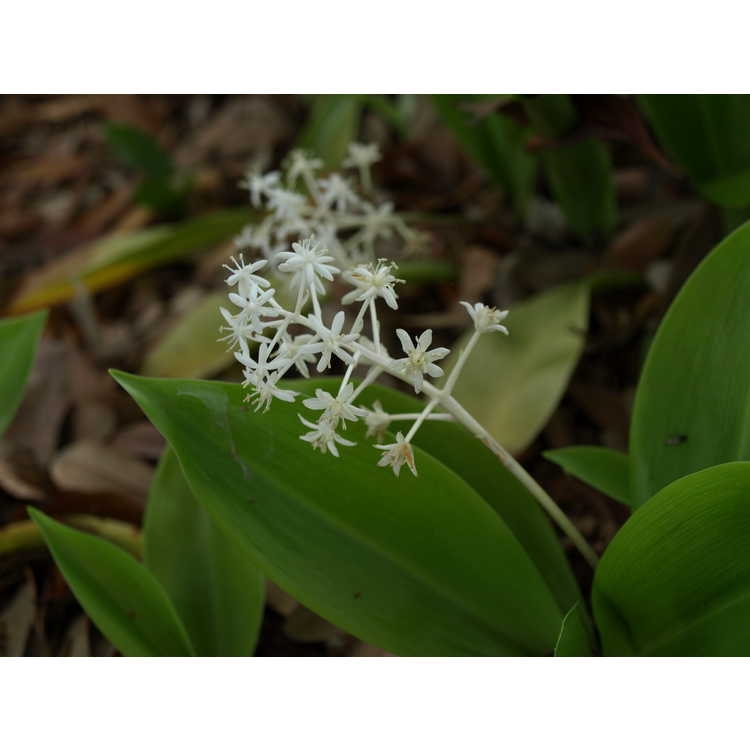 Cluster of white star-shaped flowers