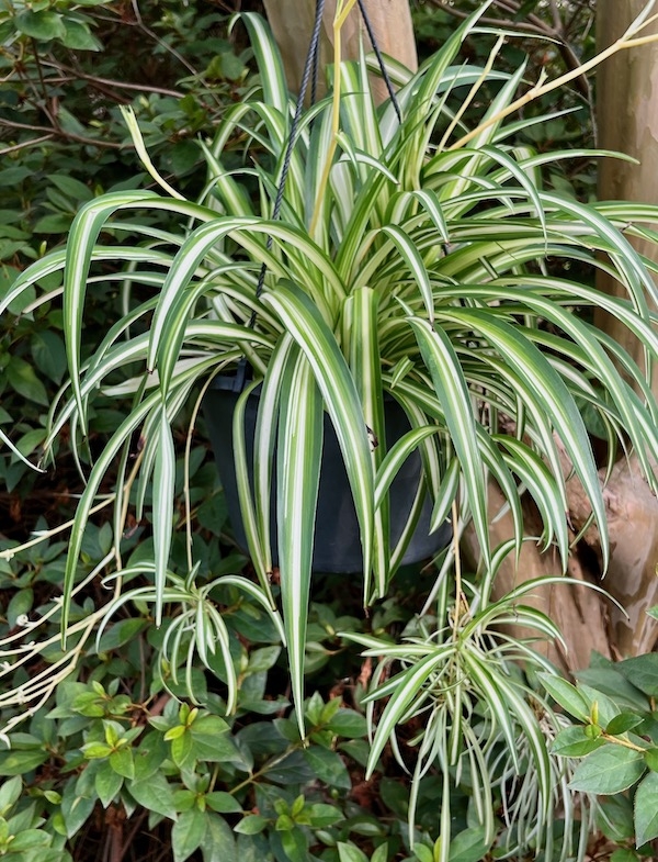 variegated green and white striped strappy leaves with plantlets