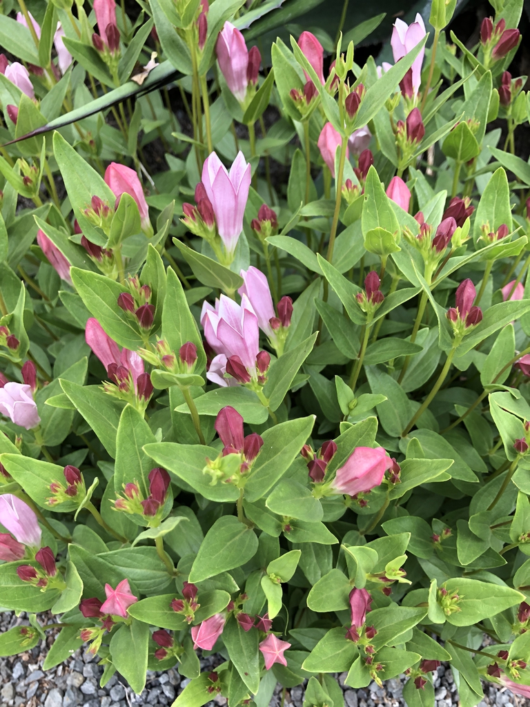 Spigelia alabamensis