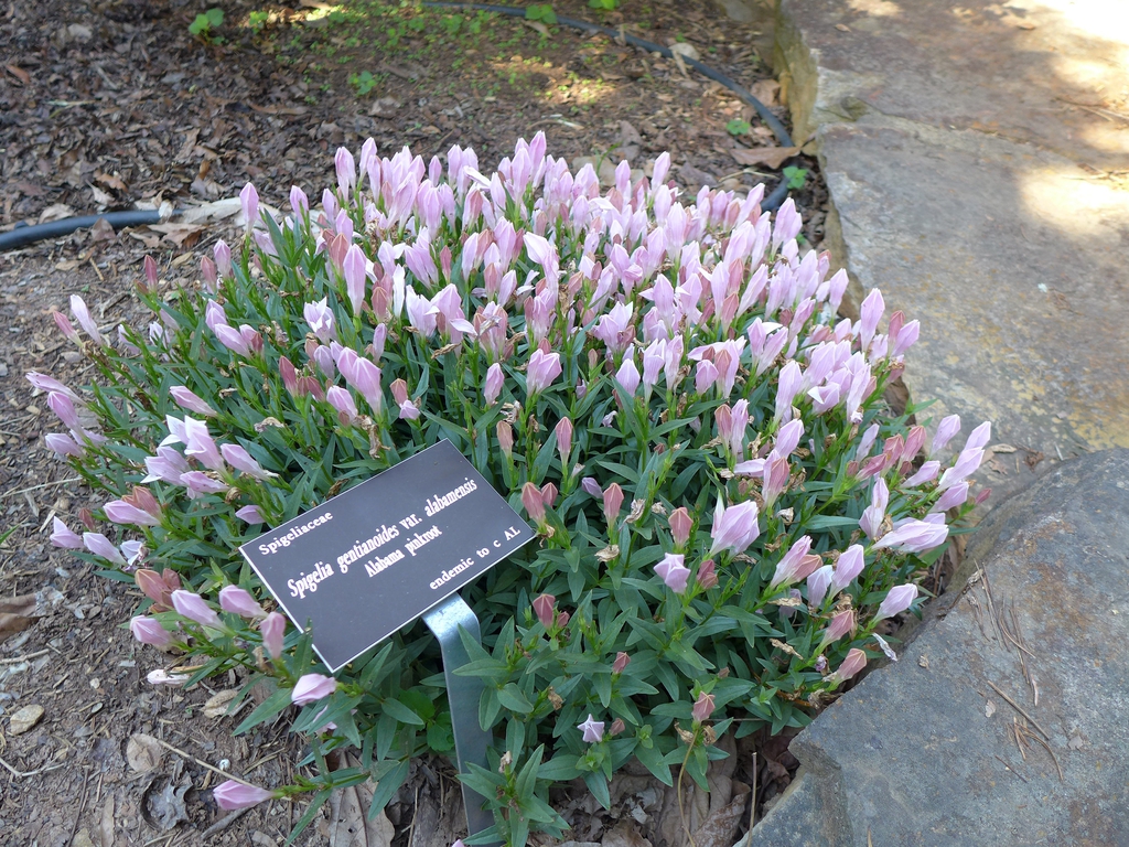 Spigelia Alabamensis var. alabamensis