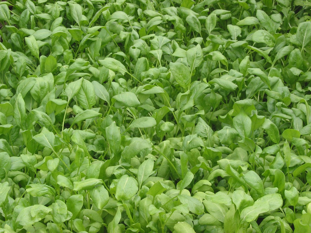 green leaves of the variety 'Breedblad scherpzaad'
