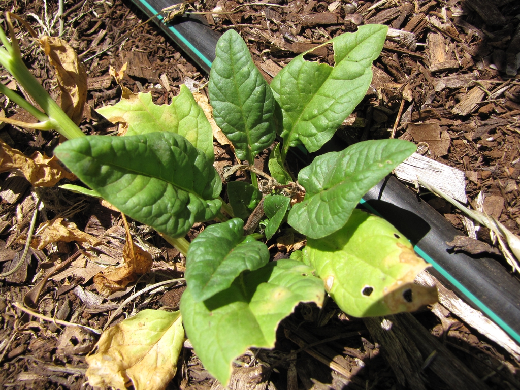 Spinacia oleracea