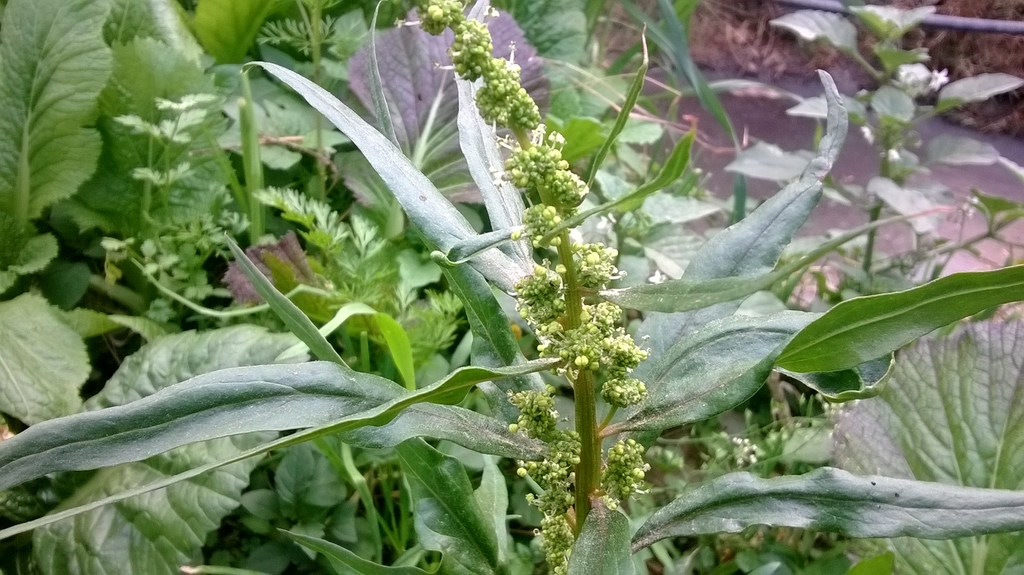 Spinacia oleracea