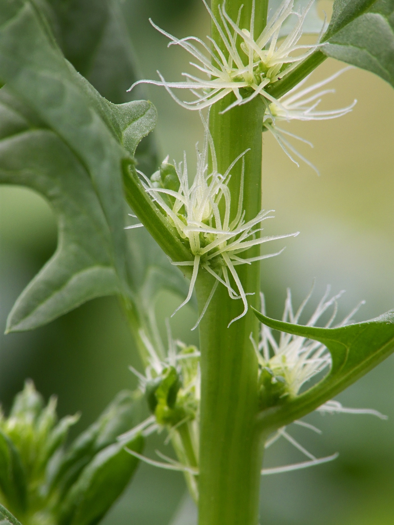 Spinacia oleracea's female flowers