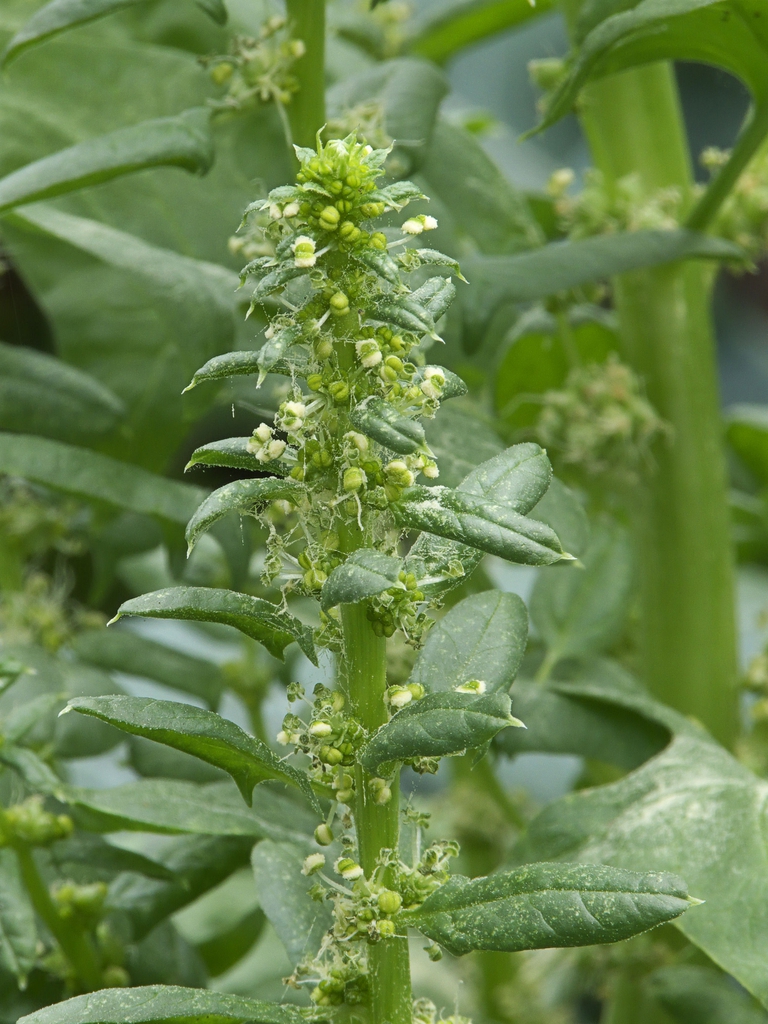 Spinacia oleracea's male flower