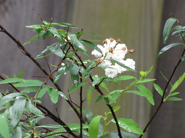 Spiraea cantoniensis