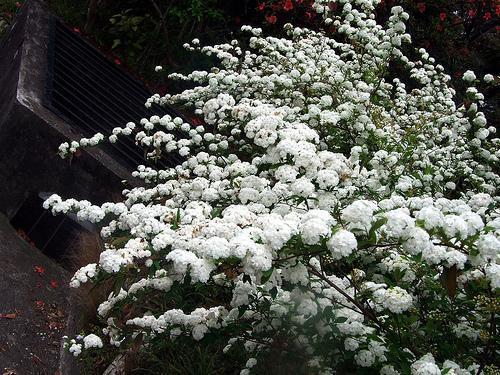 Spiraea cantoniensis