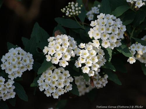Spiraea cantoniensis