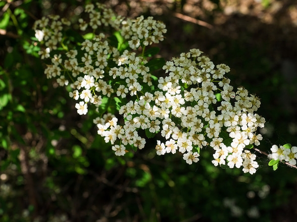 Spiraea nipponica 'Snowmound'