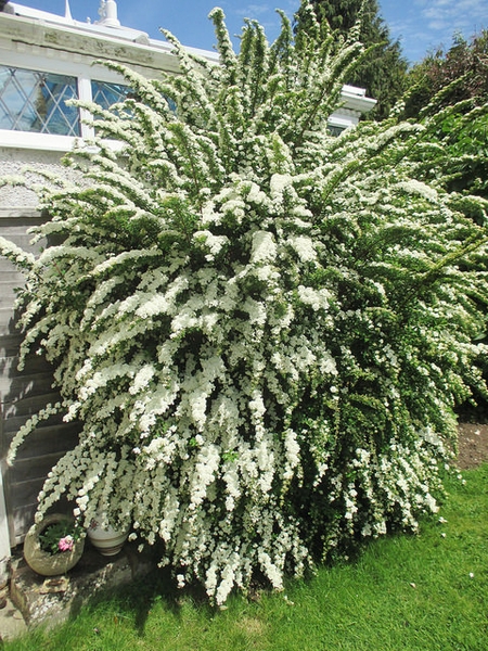 Spiraea nipponica 'Snowmound'