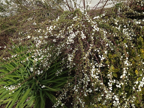 Spiraea prunifolia
