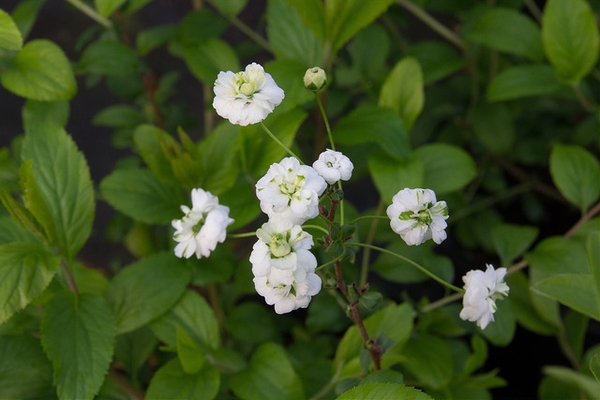 Spiraea prunifolia