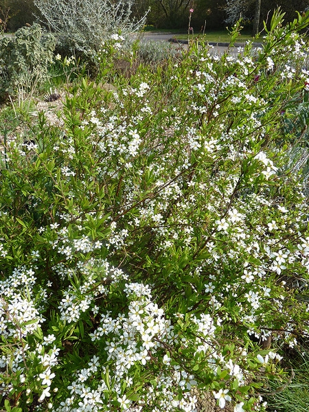 Spiraea thunbergii