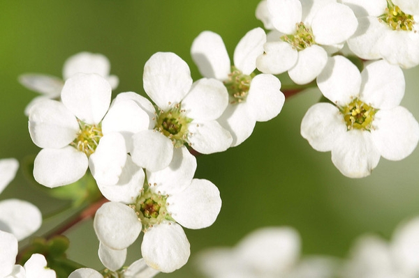 Spiraea thunbergii