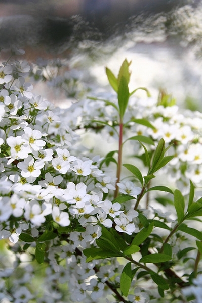 Spiraea thunbergii