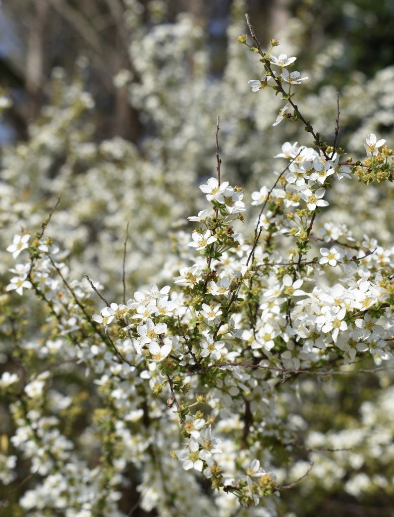 'Ogon' Flowers - February -Wake Co., NC