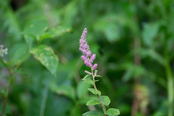 Spiraea tomentosa