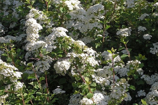 Spiraea trilobata