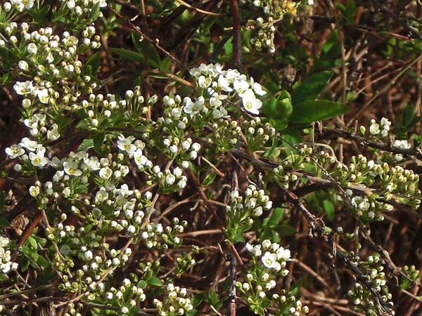 Spiraea x cinerea 'Grefsheim'
