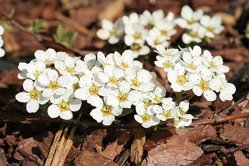 Spiraea x cinerea 'Grefsheim'