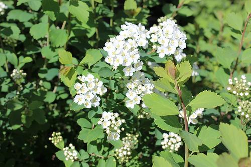 Spiraea x vanhouttei