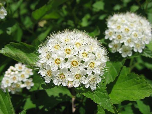 Spiraea x vanhouttei