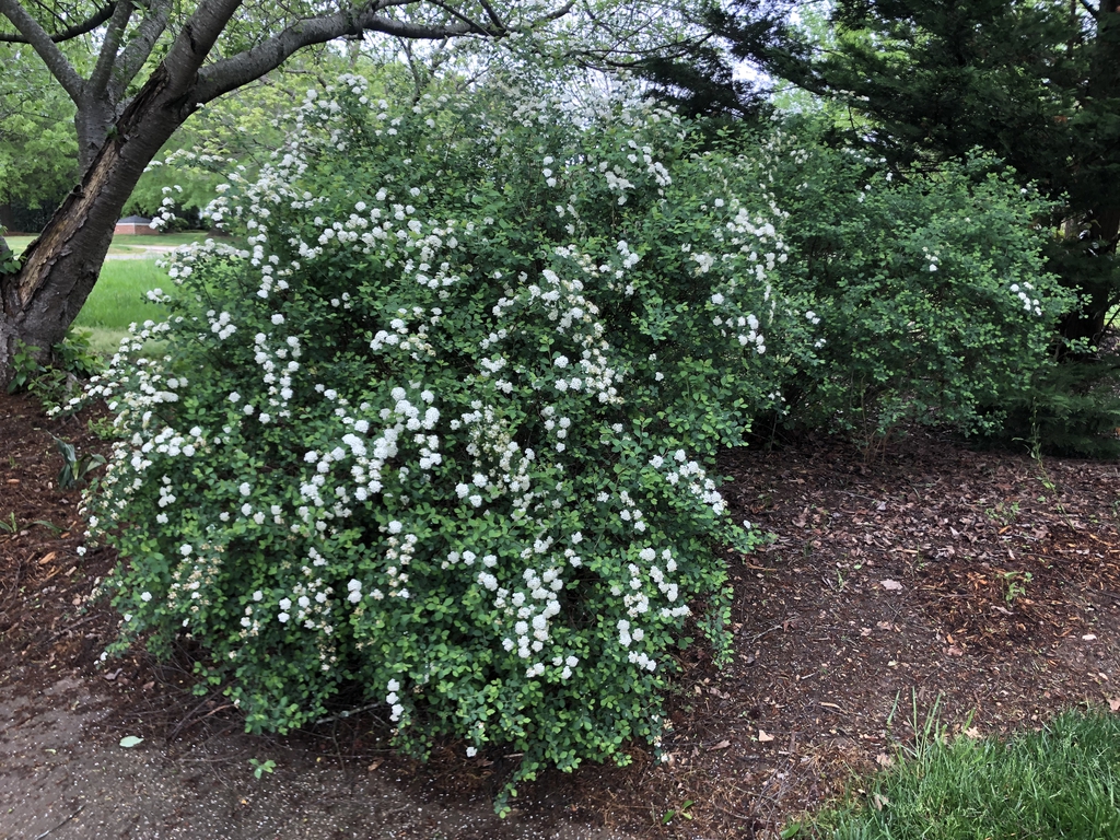 form in bloom, Wake County, NC