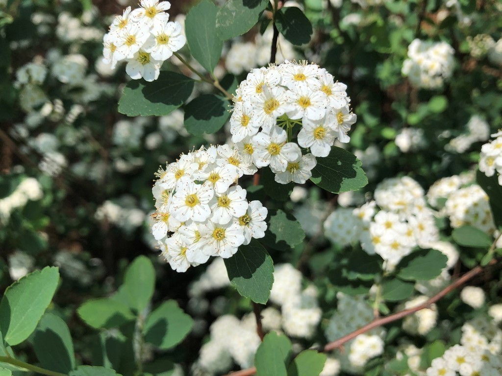 Spiraea x vanhouttei