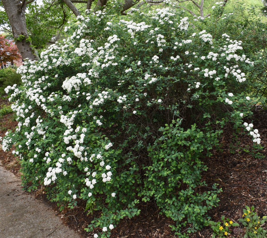 Form