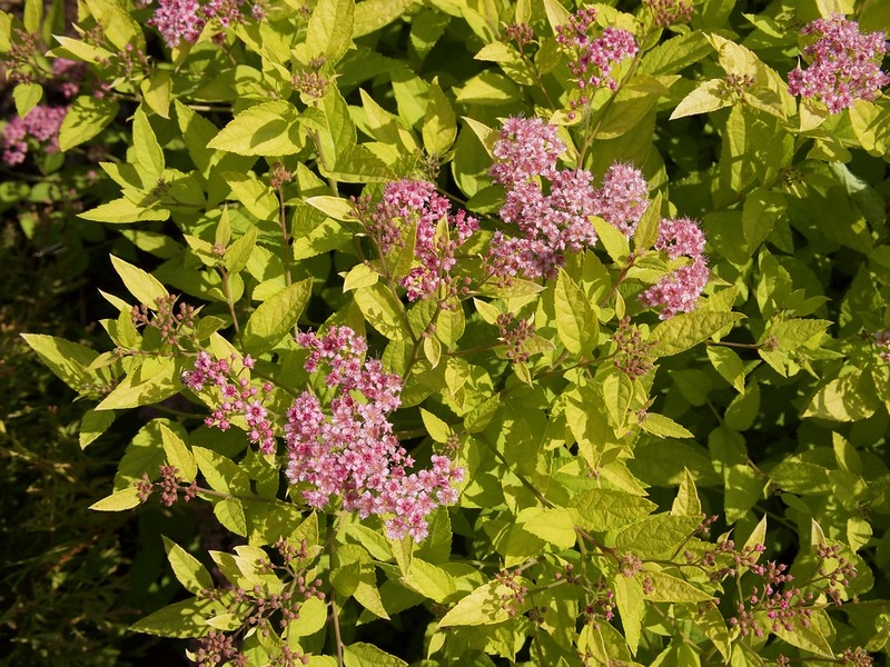 Small, mounded shrub with chartreuse foliage & pink flowers