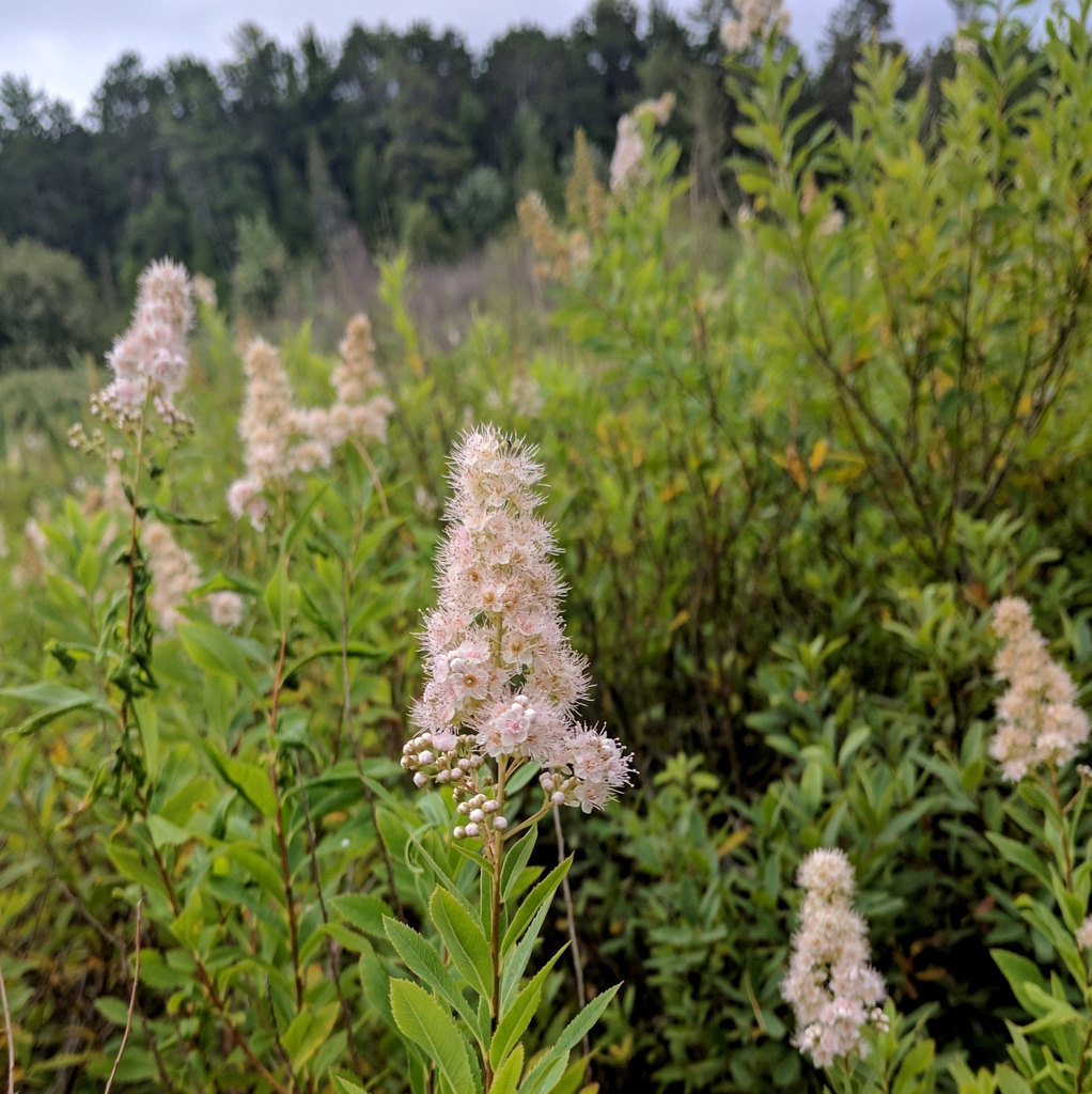 Spiraea Alba