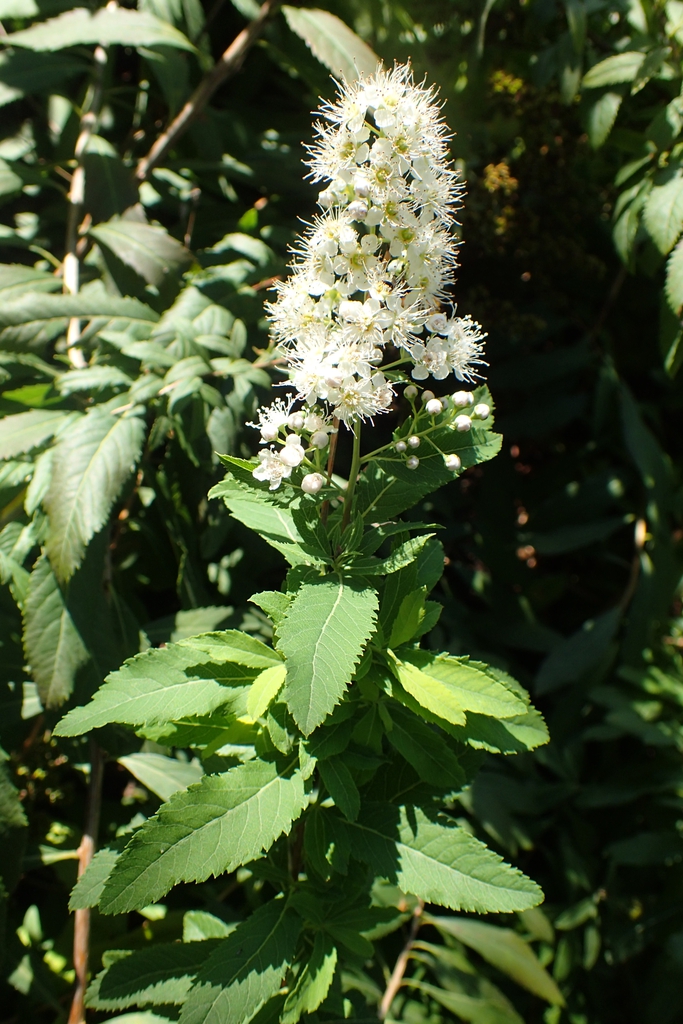 Spiraea Alba
