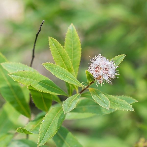 Spiraea Alba