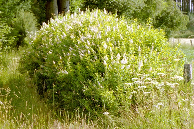 Spiraea Alba