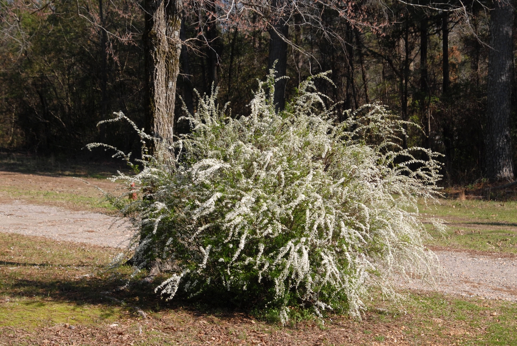 Form