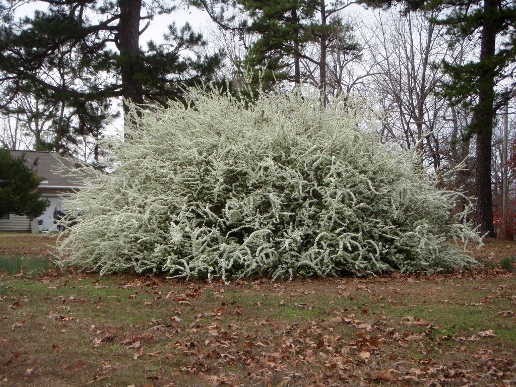 Growth Habit
