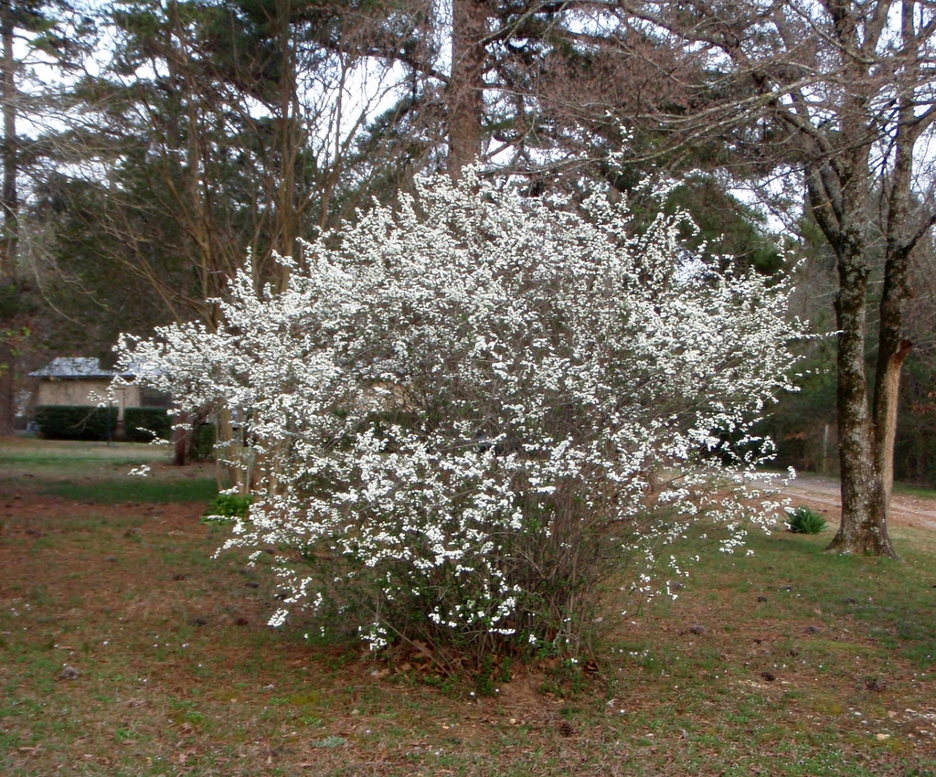 Spiraea arguta
