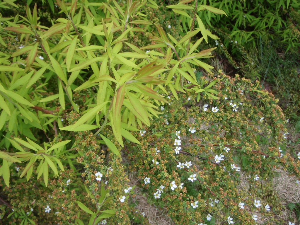 Leaves