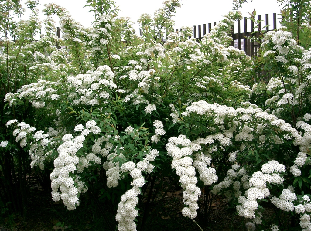 Form of a shrub with clusters of whit blooms