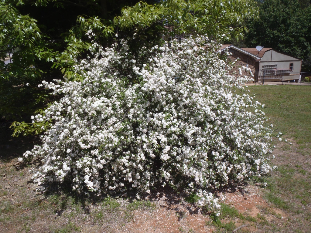 Spiraea cantoniensis