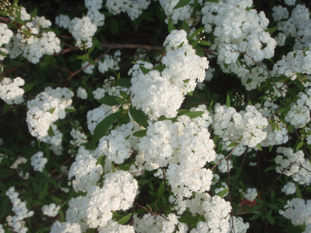 'Laciniata' Flower and Leaf