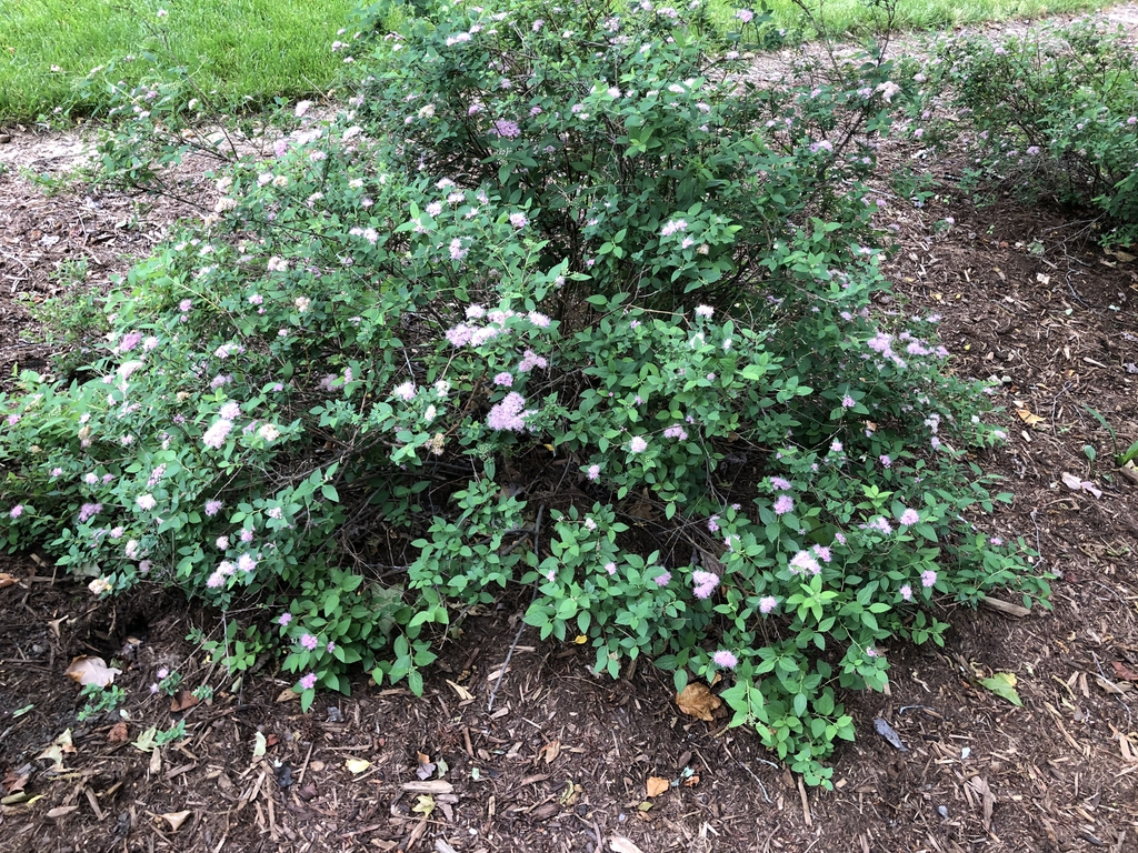 Spiraea japonica